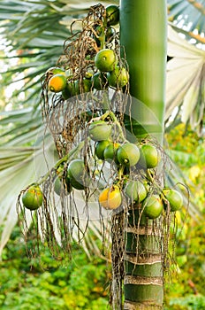 Closeup ripe areca nut or Areca catechu, raw betel nut photo