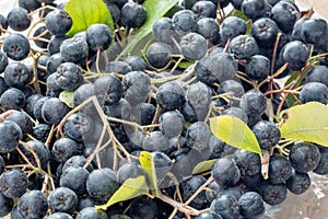 Closeup of ripe black chokeberry Aronia melanocarpa with leaves in glass pot