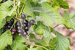 Ripe black currants on blackcurrant bush