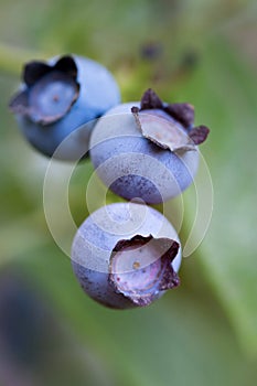 Closeup of ripe blueberries on blueberry bush