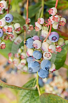Closeup of ripe blueberries on blueberry bush
