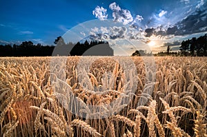 Closeup of ripe common wheat ears at sunset in rural landscape. Triticum aestivum