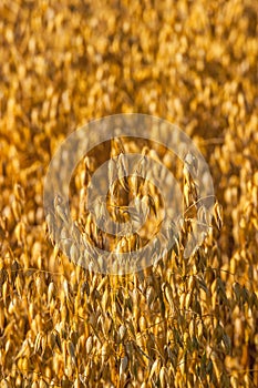 Closeup of ripe corn field