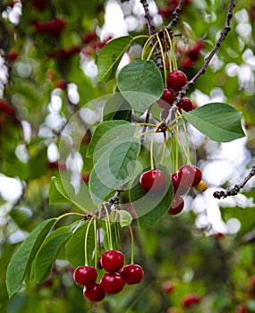 Closeup of ripe dark red cherries hanging on cherry.Branch of ripe cherries on a tree in a garden