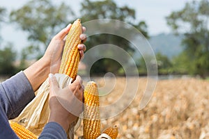 Closeup Ripe feed Corn Cob Hold in Hand of Farmer or Cultivator in Dry Corn Field