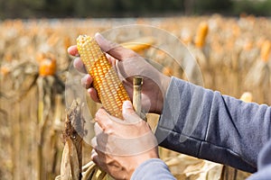 Closeup Ripe feed Corn Cob Hold in Hand of Farmer or Cultivator in Dry Corn Field