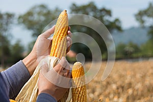 Closeup Ripe feed Corn Cob Hold in Hand of Farmer or Cultivator in Dry Corn Field