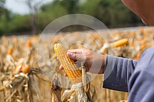 Closeup Ripe feed Corn Cob Hold in Hand of Farmer or Cultivator in Dry Corn Field