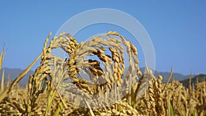 Closeup of ripe golden rice ears, blue sky background, organic foodstuff