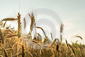 Closeup of ripe golden wheat ears