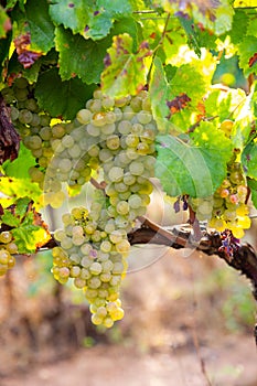 Closeup of ripe grapes on vine in vineyard