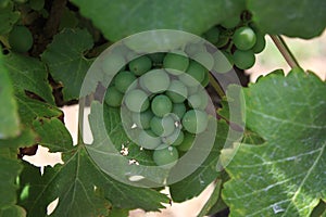 Closeup of ripe grapes in a vineyard