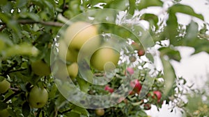 A closeup of ripe green apple. Rack focusing from green apple to red apples