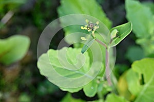 Closeup the ripe green mustered plant leaves with flower bloom in the farm over out of focus green brown background