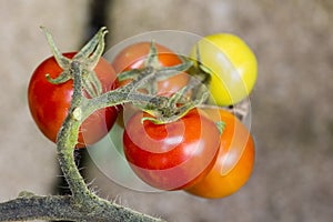 Closeup on ripe and green tomatoes growing on vine in greenhouse