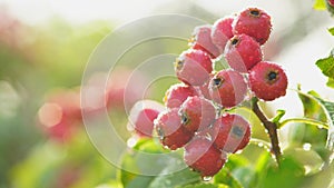 Closeup of ripe hawthorn with water drops, red fruit in branch, Chinese haw