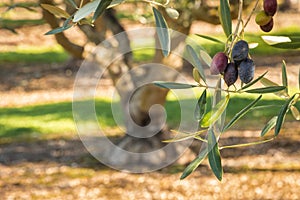 Closeup of ripe Kalamata olives growing on olive tree