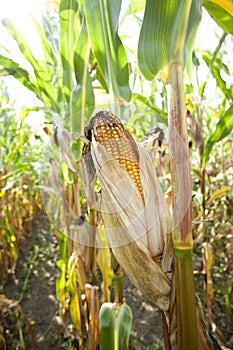 closeup of ripe maize cob corn cob corncobs in the field on a sunny day