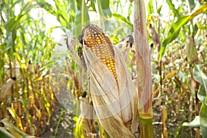 closeup of ripe maize cob corn cob corncobs in the field on a sunny day