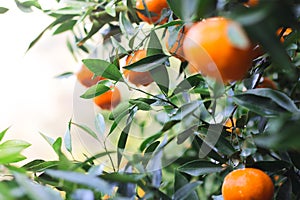 Closeup of ripe mandarin oranges with green leaves