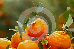 Closeup of ripe mandarin oranges with green leaves in blur background.