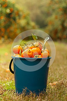 Closeup of ripe mandarin oranges with green leaves in the bucket