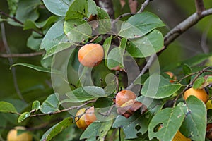 Closeup of ripe persimmons, Diospyros kaki hanging on a fruit tree