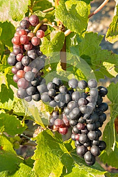 Ripe Pinot Noir grapes growing on vine in vineyard at harvest time