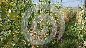 Closeup of ripe pods on pea plants growing on farm field. Cultivation of organic legumes