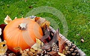 Closeup of ripe pumpkin with autumn leaves and fir cones