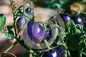 Closeup of ripe purple heirloom tomatoes growing in a kitchen garden