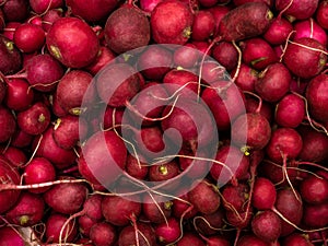 Closeup of ripe Radishes at the market. Background