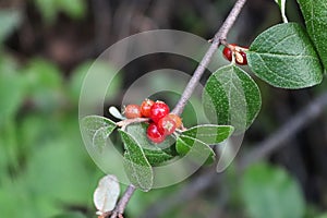 Closeup of ripe red buffaloberries on a shrub branch
