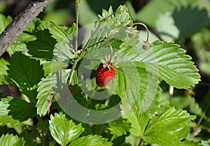 A closeup of ripe red fruit of wild field strawberry, among fresh green strawberry leaves