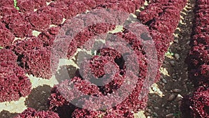 Closeup of ripe red leaf lettuce cultivars on large plantation in sunny day