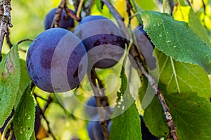 Closeup of ripe red plums hanging from a plum tree with green leaves on the branches