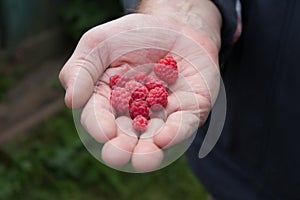 Closeup of ripe red raspberries in the old man hand in garden.Natural green background.