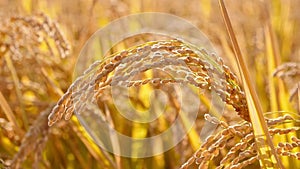 Closeup of ripe rice, full ear of rice, golden grain foodstuff in field, nature