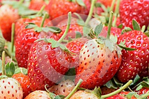 Closeup ripe strawberry organic