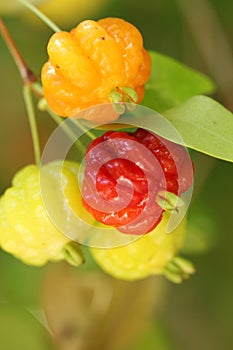 Closeup of ripe and unripe Surinam cherries