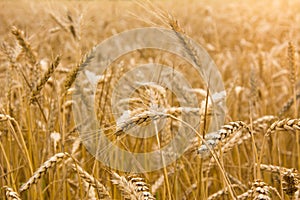 Closeup of ripe wheat field with gold spike in focus. Harvest time