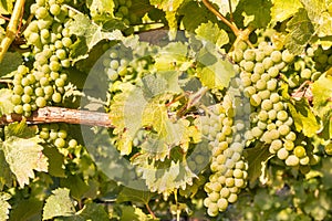 Bunches of ripe white riesling grapes on vine in vineyard at harvest time photo