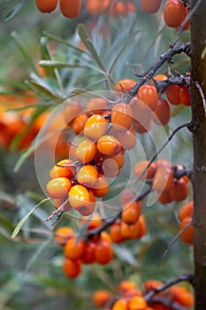 Closeup of ripe yellow sea buckthorn berries on a tree in the garden