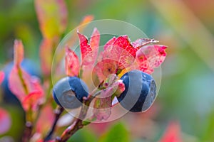 Closeup ripen blueberry bush