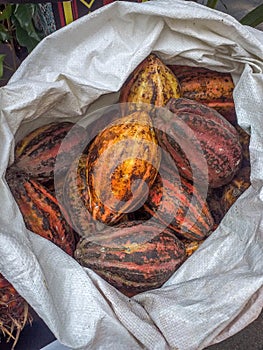 Closeup of ripen cocoa pods in white sack.