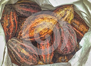 Closeup of ripen cocoa pods in white sack.
