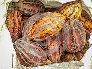 Closeup of ripen cocoa pods in white sack.