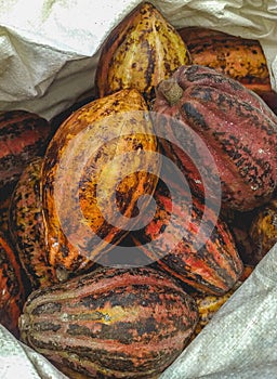 Closeup of ripen cocoa pods in white sack.