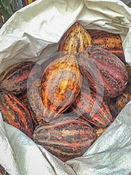 Closeup of ripen cocoa pods in white sack.