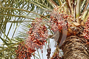 Closeup of ripen dates clusters